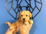 Ori̇ji̇nal Irk Garanti̇li̇ Malti̇poo Bebekler