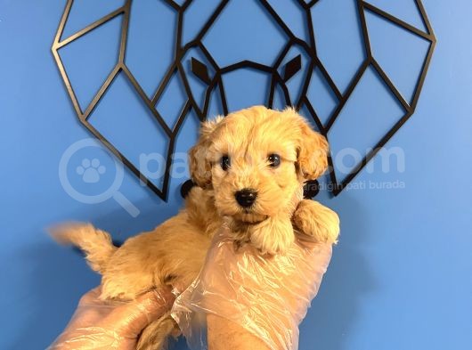Ori̇ji̇nal Irk Garanti̇li̇ Malti̇poo Bebekler görsel