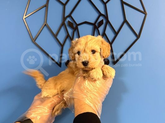 Ori̇ji̇nal Irk Garanti̇li̇ Malti̇poo Bebekler görsel