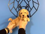 ORİJİNAL IRK GARANTİLİ MALTİPOO BEBEKLER