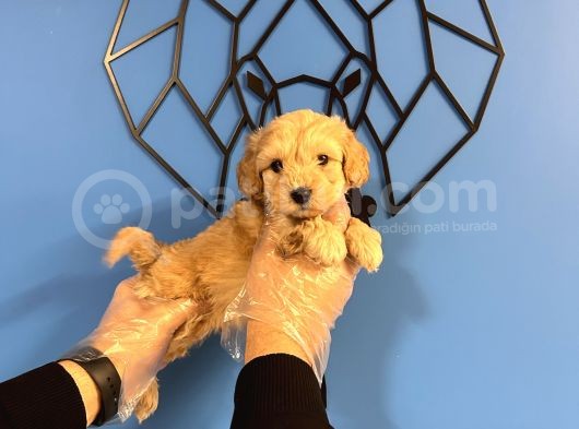 Ori̇ji̇nal Irk Garanti̇li̇ Malti̇poo Bebekler
