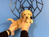Ori̇ji̇nal Irk Garanti̇li̇ Malti̇poo Bebekler