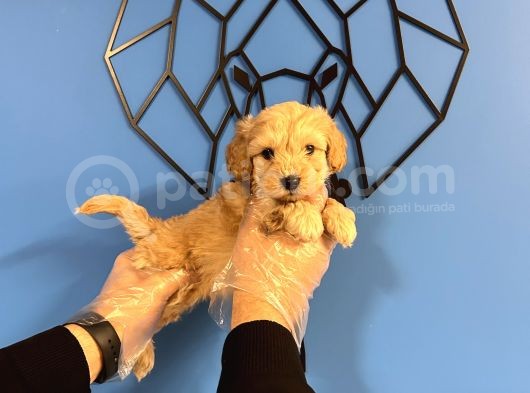 Ori̇ji̇nal Irk Garanti̇li̇ Malti̇poo Bebekler görsel
