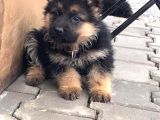 A kalite Alman Kurdu Dişi ve Erkek