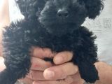 Poodle Yavru Dişi Köpek