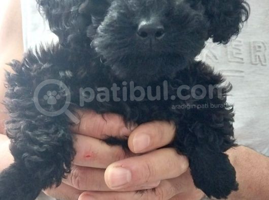 Poodle Yavru Dişi Köpek görsel