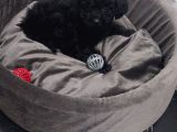 Poodle yavru dişi köpek