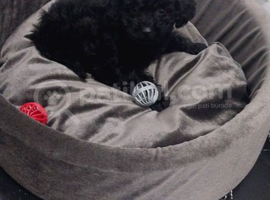 Poodle Yavru Dişi Köpek