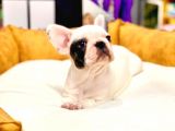 Eşsi̇z Güzelli̇kte Orji̇nal Safkan French Bulldog Yavrular