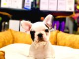 EŞSİZ GÜZELLİKTE ORJİNAL SAFKAN FRENCH BULLDOG YAVRULAR