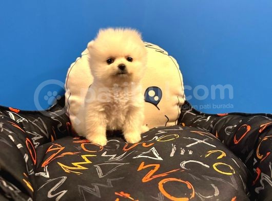Gerçek Pomerani̇an Boo Bebekler görsel