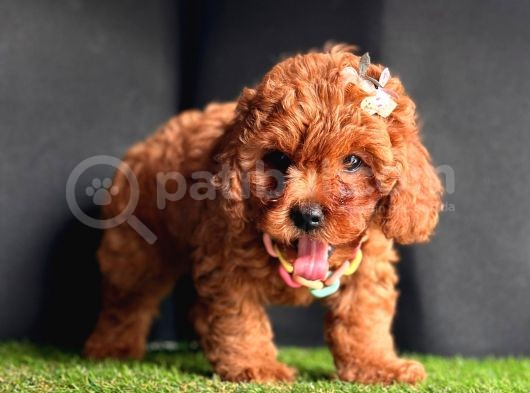 Dark Brown Poodle Yavrular  görsel