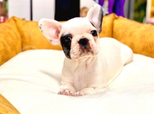 Di̇şi̇ Ve Erkek French Bulldog Yavrularimiz