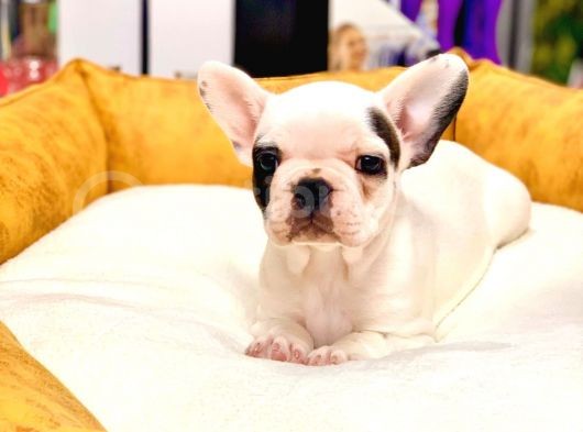 Di̇şi̇ Ve Erkek French Bulldog Yavrularimiz görsel