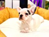 Di̇şi̇ Ve Erkek French Bulldog Yavrularimiz