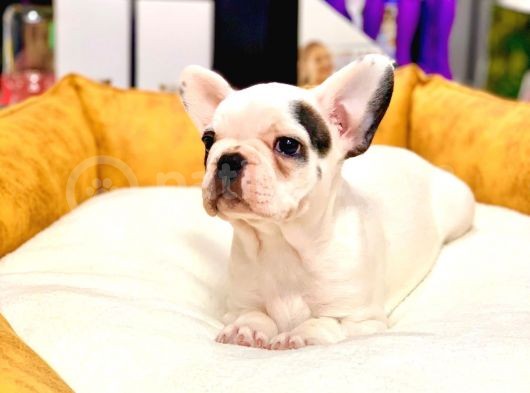 Di̇şi̇ Ve Erkek French Bulldog Yavrularimiz görsel