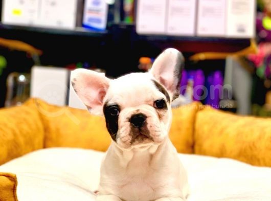 Di̇şi̇ Ve Erkek French Bulldog Yavrularimiz görsel