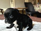 Safkan French Bulldog Yavrular Lilac Tan Brown Merle Mini