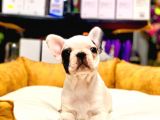 Di̇şi̇ Ve Erkek French Bulldog Yavrularimiz