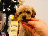Aile Ev Ortamına Uygun Maltipoo Yavrularım