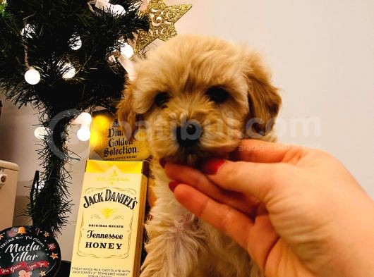 Aile Ev Ortamına Uygun Maltipoo Yavrularım görsel