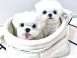 A kalite Maltese terrier yavrularımız