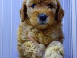 Sevimli Minyatür Poodle Yavrularimiz