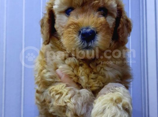 Sevimli Minyatür Poodle Yavrularimiz görsel