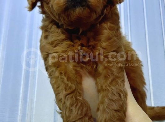 Sevimli Minyatür Poodle Yavrularimiz görsel