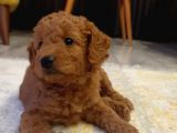 Sevimli minyatür poodle yavrularimiz