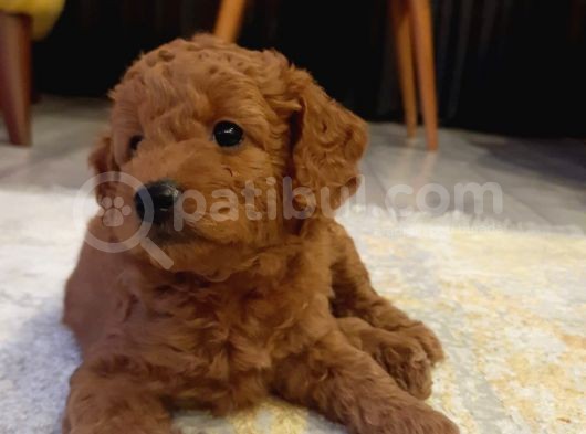 Sevimli Minyatür Poodle Yavrularimiz