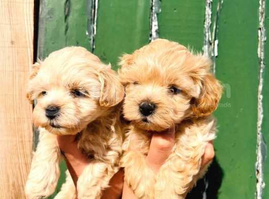 Aile Ev Ortamına Uygun Maltipoo Yavrularım