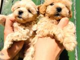 Aile Ev Ortamına Uygun Maltipoo Yavrularım