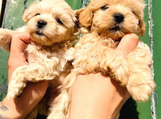 Aile Ev Ortamına Uygun Maltipoo Yavrularım görsel