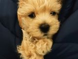 Aile Ev Ortamına Uygun Maltipoo Yavrularım