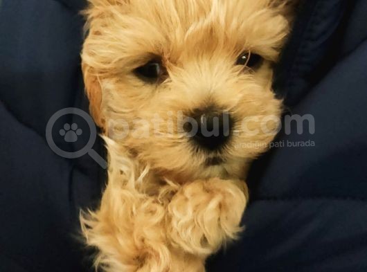 Aile Ev Ortamına Uygun Maltipoo Yavrularım görsel