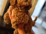 Red Brown Toy Poodle Yavrum Evde Bakılıyor