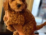 Red Brown Toy Poodle Yavrum Evde Bakılıyor