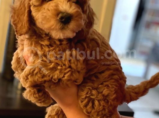 Red Brown Toy Poodle Yavrum Evde Bakılıyor görsel