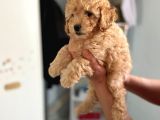 Apricot Toy Poodle Kız Bebeğim Ailesini Bekliyor