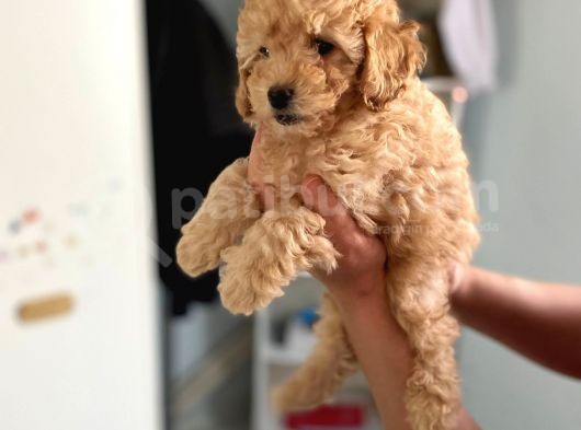 Apricot Toy Poodle Kız Bebeğim Ailesini Bekliyor görsel