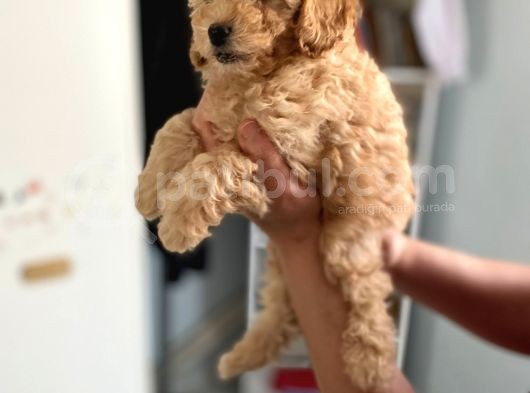 Apricot Toy Poodle Kız Bebeğim Ailesini Bekliyor görsel
