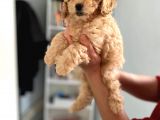 Apricot Toy Poodle Kız Bebeğim Ailesini Bekliyor