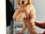 Apricot Toy Poodle Kız Bebeğim Ailesini Bekliyor