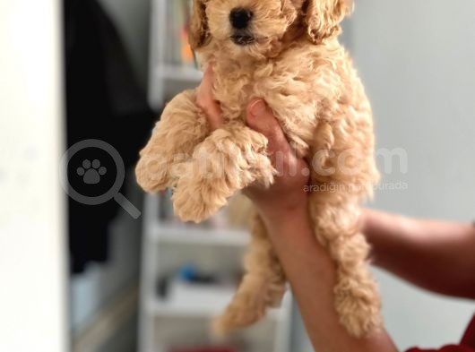 Apricot Toy Poodle Kız Bebeğim Ailesini Bekliyor görsel