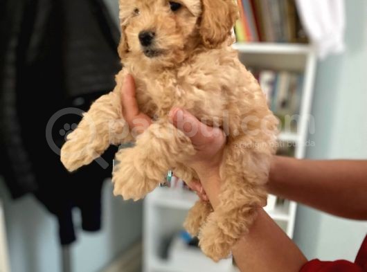 Apricot Toy Poodle Kız Bebeğim Ailesini Bekliyor