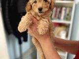 Apricot Toy Poodle Kız Bebeğim Ailesini Bekliyor