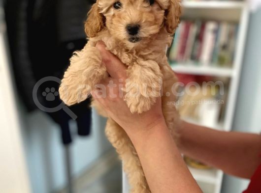 Apricot Toy Poodle Kız Bebeğim Ailesini Bekliyor görsel