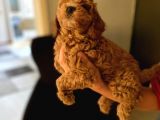 Red Brown Toy Poodle Yavrum Evde Bakılıyor
