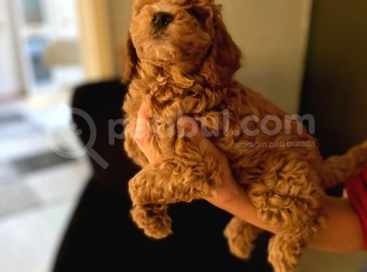 Red Brown Toy Poodle Yavrum Evde Bakılıyor görsel